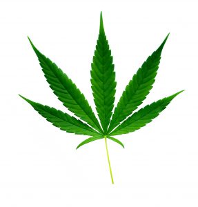 Marijuana News Today