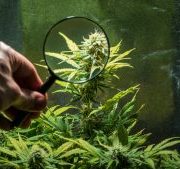 10 Questions You Need to Ask Before Investing in Marijuana Stocks