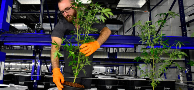 As “green rush” rolls on, Boulder’s Surna helping make cannabis industry more sustainable