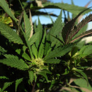 Cross-pollination between marijuana and hemp is a budding conflict at outdoor grows