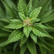 Marijuana legalization may hit 40 states. Now what?