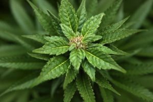Marijuana legalization may hit 40 states. Now what?