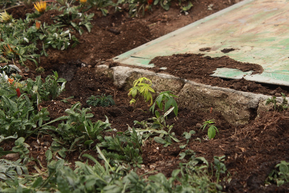 Mexico City Cannabis Activists Plant Buds at Capital's Best Known Monument