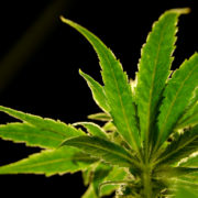 Royal Resin recalling marijuana sold in Denver area because of elevated yeast and mold counts