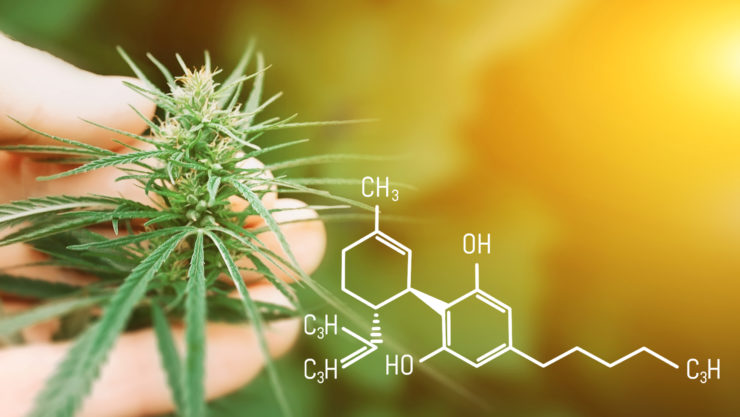 hemp genetics cannabis