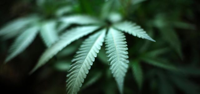 U.S. House passes bill giving marijuana businesses access to banking