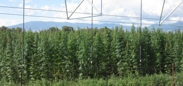 Agribusiness giant Syngenta adds hemp to its lobbying efforts