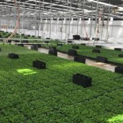 East Coast ornamental greenhouse partners exclusively with Front Range Biosciences