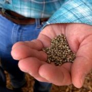 Five mistakes to avoid before planting hemp this season