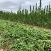 Insiders share harvest, storage tips to avoid costly mistakes in hemp farming
