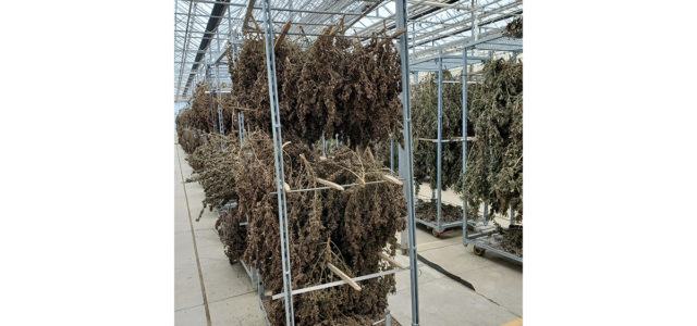 Pennsylvania hemp processor closes operations, citing falling hemp, CBD prices