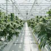 2 Canadian cannabis production companies settle legal dispute