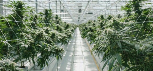 2 Canadian cannabis production companies settle legal dispute