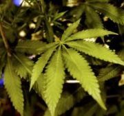 $850 million acquisition of Chicago marijuana company Verano Holdings called off