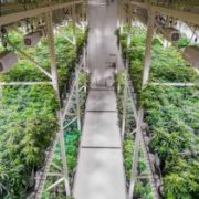Aphria Inc: 2020 Could Be a Big Year for This Pot Stock