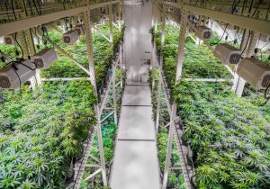 Aphria Inc: 2020 Could Be a Big Year for This Pot Stock