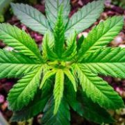 Auxly Cannabis Group Inc: Will This Spark a Rally in the $0.30 Pot Stock?