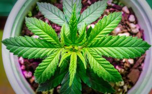 Auxly Cannabis Group Inc: Will This Spark a Rally in the $0.30 Pot Stock?