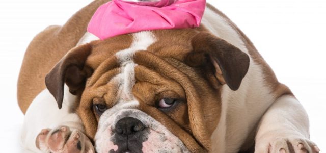 CBD may play a role in treating canine coronavirus