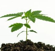 Organigram Holdings Inc: This $1.50 Pot Stock Could Deliver Big Returns