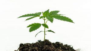 Organigram Holdings Inc: This $1.50 Pot Stock Could Deliver Big Returns