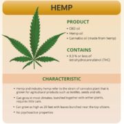 Simple Guide to Hemp vs Marijuana