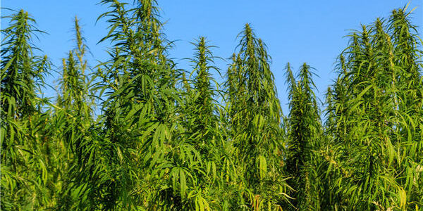 USDA Approves Hemp Plans For Georgia And Montana