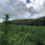 Vermont hemp processor sues Maryland grower, alleging it lied about pesticides