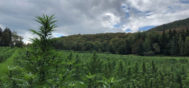 Vermont hemp processor sues Maryland grower, alleging it lied about pesticides