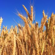 Wheat biotech doubles down on California hemp