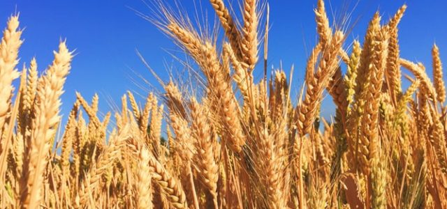 Wheat biotech doubles down on California hemp