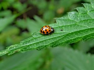 3 ways hemp farmers can promote earth-friendly cultivation