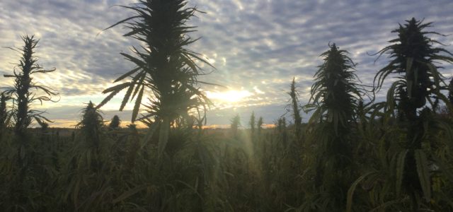California company enters deal with Nicaraguan firm to buy farm for hemp grow