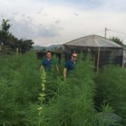 Colombian company’s hemp exports to U.S. stalled amid pandemic delays