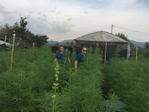 Colombian company’s hemp exports to U.S. stalled amid pandemic delays