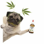 Five Things to Know About Hemp-CBD in Pet Products