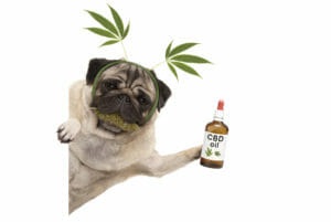 Five Things to Know About Hemp-CBD in Pet Products