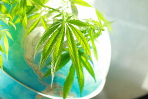 International Cannabis Continues to Look to the U.S. Market