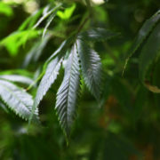 Second Colorado dispensary will soon begin offering marijuana delivery