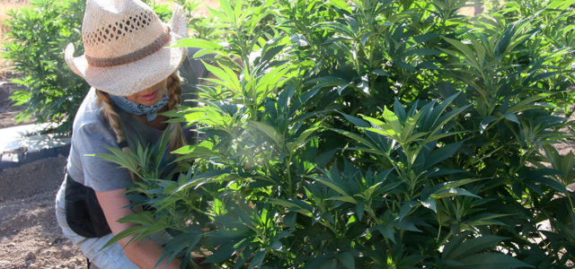 Trade coalition asks SBA to include hemp farmers in coronavirus stimulus loan package