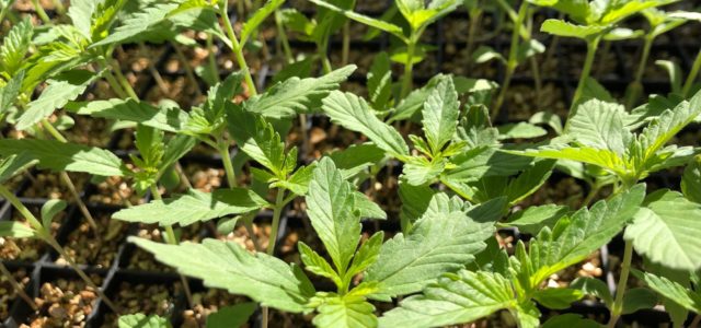 Two Canadian plant companies form JV to supply 12 million hemp clones from tissue culture