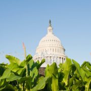 Update On the Prospects of Federal Relief for the Cannabis Industry