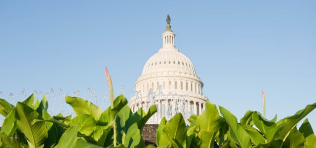 Update On the Prospects of Federal Relief for the Cannabis Industry