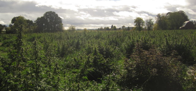 Canadian oil-and-gas company expands into hemp extraction