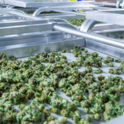 Cannabis legalization revenue helps fight COVID-19 on Skid Row