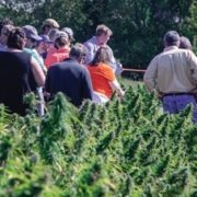 Hemp plant breeding company, laboratory partner to offer farmers discounted crop testing