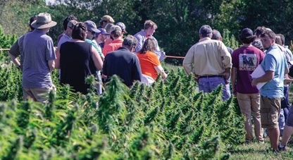 Hemp plant breeding company, laboratory partner to offer farmers discounted crop testing