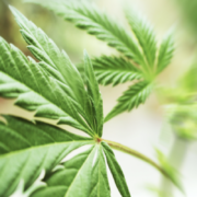 Illinois Announces $31 Million In Marijuana Revenue-Funded Grants To Repair Drug War’s Harms