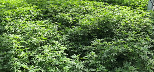 Licensed hemp, medical marijuana grower in UK bought by investment group