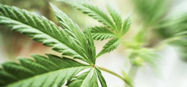 Marijuana Groups Ask Congress To Include Banking Access In Next Coronavirus Bill